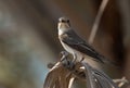 Spotted Flycatcher at Asker marsh, Bahrain Royalty Free Stock Photo
