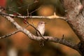 Spotted Flycatcher. Autumn forest picture in brown hue.. Royalty Free Stock Photo