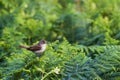 Spotted Flycatcher on ferns Royalty Free Stock Photo