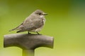 Spotted flycatcher, Grauwe vliegenvanger, Muscicapa striata Royalty Free Stock Photo