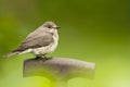 Spotted flycatcher, Grauwe vliegenvanger, Muscicapa striata Royalty Free Stock Photo