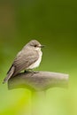 Spotted flycatcher, Grauwe vliegenvanger, Muscicapa striata Royalty Free Stock Photo