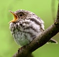 Spotted Flycatcher juvenile. Muscicapa striata Royalty Free Stock Photo