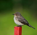 Spotted Flycatcher juvenile. Muscicapa striata Royalty Free Stock Photo