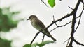 Spotted flycatcher papamoscas gris