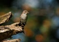 Spotted Flycatcher (Muscicapa striata) Royalty Free Stock Photo