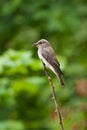 Spotted Flycatcher (Muscicapa striata) Royalty Free Stock Photo
