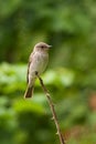 Spotted Flycatcher (Muscicapa striata) Royalty Free Stock Photo