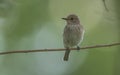 Spotted flycatcher Muscicapa striata is a bird feeding on flies and insects.