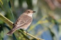 Spotted flycatcher, Muscicapa striata. A bird sits on a willow branch on the riverbank Royalty Free Stock Photo