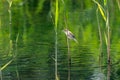 Eurasian Reed Warbler (Acrocephalus scirpaceus) with caught dragonfly, in the UK