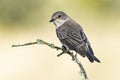 Spotted flycatcher Muscicapa striata perched on a branch on a uniform green background. Royalty Free Stock Photo