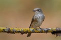 The spotted flycatcher (Muscicapa striata) seating on a branch Royalty Free Stock Photo