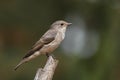 The spotted flycatcher (Muscicapa striata) seating on a branch Royalty Free Stock Photo
