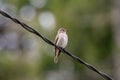 Spotted Flycatcher Muscicapa striata sitting on the branch in the forest