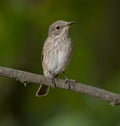 Spotted flycatcher (Muscicapa striata)