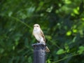 Spotted Flycatcher perching