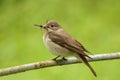 Spotted flycatcher with pray