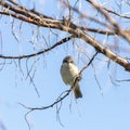 Spotted flycatcher sitting on a tree branch Royalty Free Stock Photo