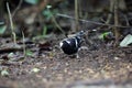 Spotted forktail in Dalat, Vietnam