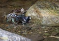 Spotted Forktail, Enicurus maculatus