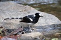 Spotted Forktail photographed in Sattal, India