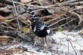 Spotted Forktail photographed in Sattal, India