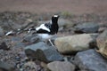 Spotted forktail