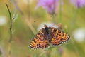 Spotted Fritillary butterfly - Melitaea didyma Royalty Free Stock Photo