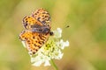 Spotted Fritillary butterfly - Melitaea didyma Royalty Free Stock Photo