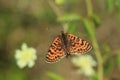 Spotted fritillary butterfly Royalty Free Stock Photo