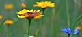 The spotted fritillary and corn marigold Royalty Free Stock Photo