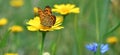 The spotted fritillary and corn marigold Royalty Free Stock Photo