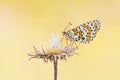 Spotted fritillary Melitaea didyma butterfly Royalty Free Stock Photo