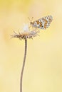 Spotted fritillary Melitaea didyma butterfly Royalty Free Stock Photo