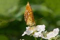 Spotted Fritillary Red-band Fritillary on white flower