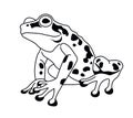 Spotted Frog Poised to Leap Royalty Free Stock Photo