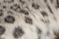 Spotted fur of a snow leopard