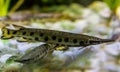 Spotted gar, a funny dart shaped fish with a needle nose, tropical fish from the mississippi river basin in America