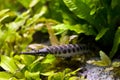 Spotted Gar (Lepisosteus Oculatus) Royalty Free Stock Photo