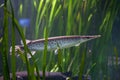 Spotted gar Lepisosteus oculatus.