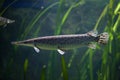 Spotted gar Lepisosteus oculatus. Royalty Free Stock Photo