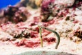 Spotted Garden Eels - Heteroconger hassi