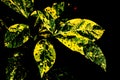 spotted gardenia leaves with distinctive features