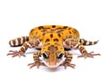 Ai Generated illustration Wildlife Concept of Spotted gecko reptile isolated on white Royalty Free Stock Photo