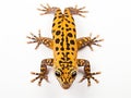 Ai Generated illustration Wildlife Concept of Spotted gecko reptile isolated on white Royalty Free Stock Photo