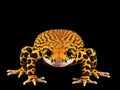 Spotted gecko reptile isolated on white Royalty Free Stock Photo