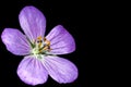 Spotted Geranium