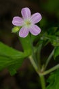 Spotted Geranium - Geranium maculatum Royalty Free Stock Photo