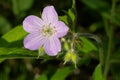 Spotted Geranium - Geranium maculatum Royalty Free Stock Photo